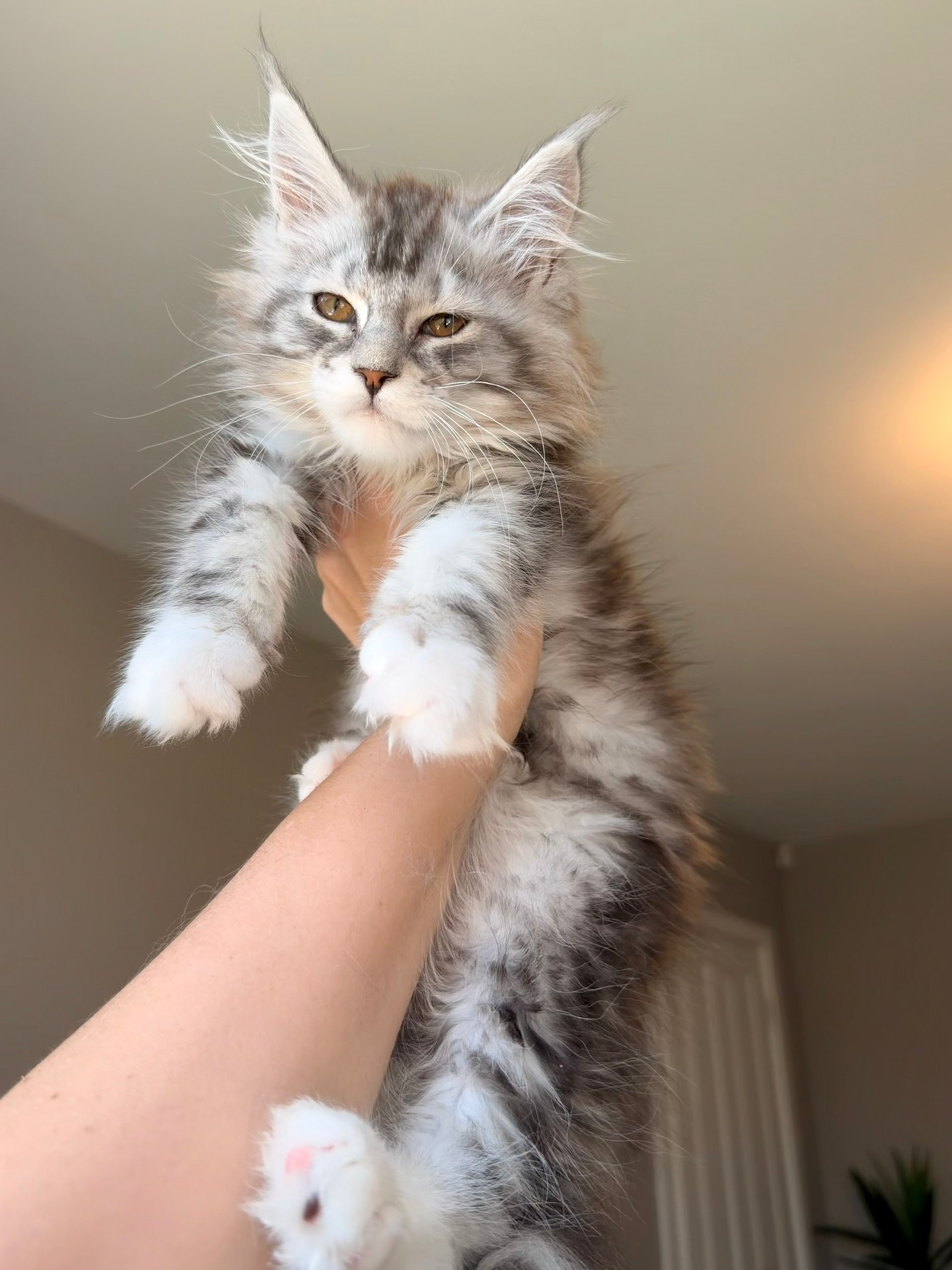 Roo