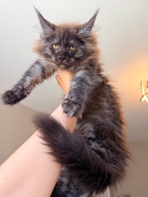 Bear — Black Smoke Maine Coon kitten