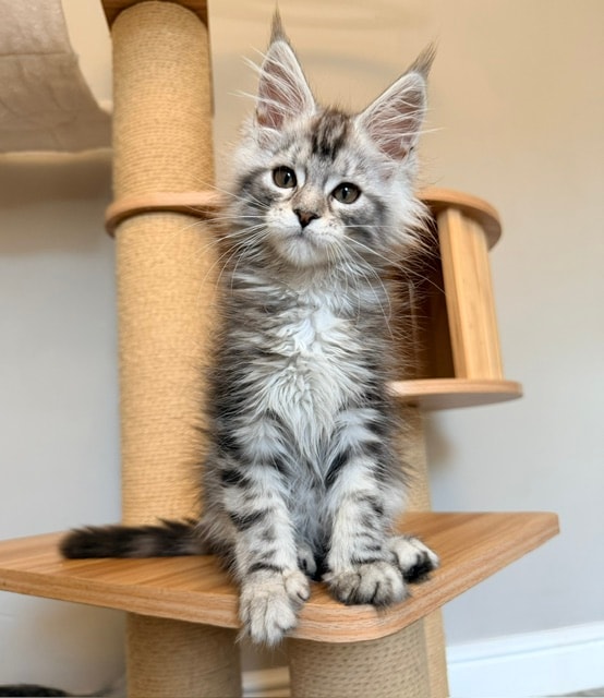 Possum — Black Silver Tabby Maine Coon kitten