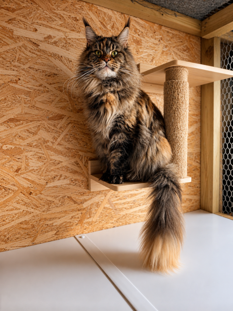Bambi — Black Torbie Maine Coon queen