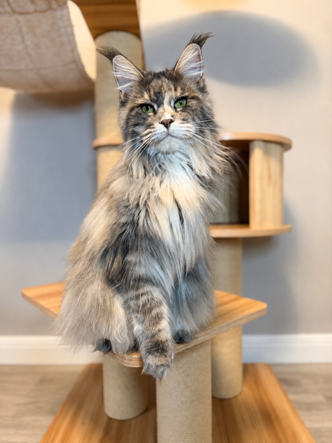 Elvie — Blue Torbie Maine Coon queen