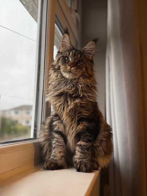 Alpha — Black Brown Tabby Polydactyl Maine Coon stud